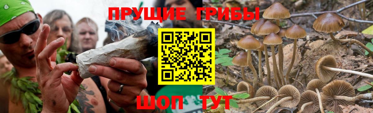 Псилоцибиновые грибы GOLDEN TEACHER Тара